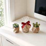 Geometric Faceted Planter | 3D Printed | NOZZLECO